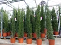 Produktbild: 10x Mittelmeerzypresse 200 cm Säulen extra buschige Toskana Zypresse Cupressus