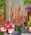 Produktbild: BALDUR Garten 1x Digitalis 'Arctic Fox', Pflanze im 10,5 cm-Topf, fantastische Farbe, ausgezeichnete Blühleistung über Monate, winterhart, mehrjährig, bienenfreundlich, pflegeleicht, für Beet & Kübel
