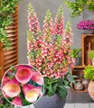 Produktbild: BALDUR Garten 1x Digitalis 'Arctic Fox', Pflanze im 10,5 cm-Topf, fantastische Farbe, ausgezeichnete Blühleistung über Monate, winterhart, mehrjährig, bienenfreundlich, pflegeleicht, für Beet & Kübel