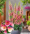 Produktbild: BALDUR Garten Staude Digitalis 'Arctic Fox®', 1 St., Blütenrispen, winterhart, mehrjährig, pflegeleicht