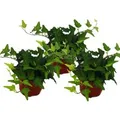Produktbild: Exotenherz Hedera Helix 3er Set Efeu Grünlaubig 9cm Topf