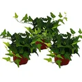 Produktbild: Hedera helix, 3er Set, Efeu, grünlaubig 9cm Topf