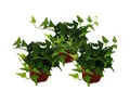 Produktbild: Exotenherz Zimmerpflanze 3er Set Hedera helix grünlaubig 9cm Topf