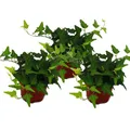 Produktbild: Exotenherz - 3er Set Hedera helix, Efeu, grünlaubig 9cm Topf