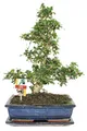Produktbild: Bonsai Fukientee - Carmona microphylla - ca. 12-15 Jahre