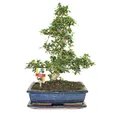 Produktbild: Exotenherz - Bonsai Fukientee - Carmona microphylla - ca. 12-15 Jahre