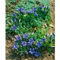 Produktbild: Gentiana Septemfida Var.lagodechiana Siebenfacher Enzian Ca. 9x9 cm Topf