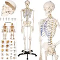 Produktbild: tectake® Skelett lebensgroß und detailgetreu inklusive Anatomieposter
