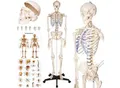 Produktbild: tectake® Skelett, lebensgroß und detailgetreu, farblich markierte Bereiche, inklusive Anatomieposter