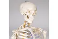 Produktbild: tectake Dekoobjekt Alfred Anatomie-Skelettmodell - Lebensgroß & detailgetreu, Bewegliche Arme und Beine abnehmbar, mobiler Standfuß