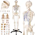 Produktbild: Menschliches Skelett Lebensgroß Anatomie Modell Lehrmodell + Stativ + Poster Neu