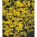 Produktbild: BALDUR Garten Zierstrauch Winter-Jasmin, 1 St., Winterblüher, duftend, winterhart, mehrjährig, pflegeleicht gelb