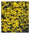 Produktbild: BALDUR Garten 1x Echter Winter-Jasmin, Pflanze im 2 Liter-Topf, Jasminum nudiflorum, winterhart, mehrjährig, pflegeleicht, blühend, Zierstrauch, duftender Blütenflor, Winterblüher