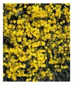 Produktbild: Echter Winter-Jasmin, 1 Pflanze, Jasminum nudiflorum