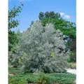 Produktbild: Elaeagnus Angustifolia Schmalblättrige Ölweide 80–100 cm