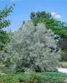 Produktbild: Elaeagnus angustifolia 80–100 cm – Winterhart, Mehrjährig, Pflegeleicht – Schmalblättrige Ölweide – Heckenpflanze für Garten & Sichtschutz