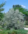 Produktbild: Russische Olive, Elaeagnus angustifolia C5 80-100cm, pflegeleicht