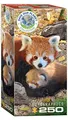 Produktbild: Rote Pandas (Puzzle)