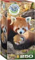Produktbild: EUROGRAPHICS PUZZLE RETTE DEN PLANETEN ROTE PANDAS 250 TEILE