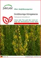 Produktbild: SAFLAX Blumensamen SAFLAX - Samen - Großblumige Königskerze