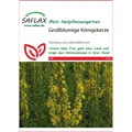 Produktbild: SAFLAX - Heilpflanzen - Großblumige Königskerze - 500 Samen - Verbascum den ...