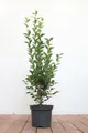 Produktbild: Pflanzen für Dich Gehölze Ligustrum ovalifolium, 1 St., Ovalblättriger Liguster, Gartenliguster