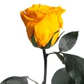 Produktbild: Ewige Rose Gelb - echte ewige Blume mit Stängel 30-35cm lang haltbar 3 Jahre - Blumen für Hello Yellow Deko und für Glasvase Geschenke für Frauen zum Geburtstag - Genesung Geschenke (Gelb)