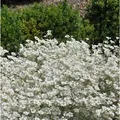 Produktbild: Niedriges Hornkraut - Cerastium tomentosum
