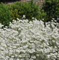Produktbild: Niedriges Hornkraut - Cerastium tomentosum