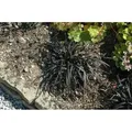 Produktbild: Ophiopogon Planiscapus 'nigrescens' P 0,5