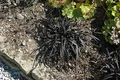 Produktbild: Ophiopogon planiscapus 'Nigrescens' 9x9 cm Topf – Immergrün, Winterhart & Pflegeleicht – Schwarzer Schlangenbart – Bodendecker für Garten & Schatten