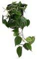 Produktbild: Dehner Baumfreund, Philodendron scandens, in Hydrokultur, 30-40 cm inkl. Pflanztopf, Ø Topf 15 cm, Zimmerpflanze