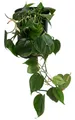 Produktbild: Dehner Zimmerpflanze Baumfreund, Philodendron scandens, in Hydrokultur, inkl. Wasserstandsanzeiger, fleischige, herzförmige Blätter
