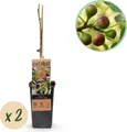Produktbild: GreenboutiQ - Obstpflanze - Feigenbaum - Ficus caria Little mis Figgy - Rote Frucht - 2 Pflanzen - Topf 15cm Höhe 50cm