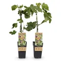Produktbild: GreenboutiQ - Obstpflanze - Feigenbaum - Ficus caria Little mis Figgy - Rote Frucht - 2 Pflanzen - Topf 15cm Höhe 50cm