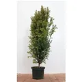 Produktbild: Taxus baccata 80-100 cm