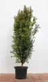 Produktbild: Pflanzen für Dich Konifere Taxus baccata, 1 St., Eibe, Gemeine Eibe, Europäische Eibe, immergrün, schnittverträglich