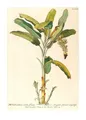 Produktbild: Komar Bild Rainforest Sapling, Natur (1 St), Wandbild zur Dekoration - ohne Rahmen