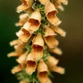 Produktbild: Fingerhut Gelber Herold - Digitalis ferruginea