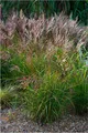 Produktbild: Stauden Gänge 1 x Miscanthus sinensis 'China' im 1 Liter Topf - Rotes Chinaschilf - Struktur und Größe, die beeindrucken - Winterhart - Mehrjährig