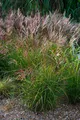 Produktbild: 1 x Miscanthus sinensis ‚China‘ Ziergras/Gräser/Stauden/winterhart Chinaschilf