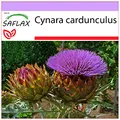 Produktbild: SAFLAX - Stielgemüse - Spanische Artischocke - 50 Samen - Cynara cardunculus