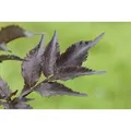 Produktbild: Sambucus Nigra Black Beauty Schwarzer Holunder Dunkelviolett 40–60 cm