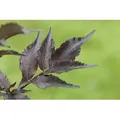 Produktbild: Pflanzen-für-dich.de - Sambucus Nigra 'black Beauty' -r- C 5 40- 60