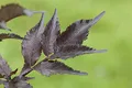 Produktbild: Sambucus nigra 'Black Beauty' 40-60 cm – Winterhart, Mehrjährig, Pflegeleicht – Schwarzer Holunder – Heckenpflanze für Garten & Sichtschutz