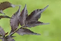 Produktbild: Pflanzen für Dich Gehölze Sambucus nigra Black Beauty, 1 St., Schwarzer Holunder, Holunder, Fliederbeere
