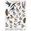 Produktbild: Dobar Vogel-Poster Heimische Wildvögel Wandposter Wanddekoration über Vögel