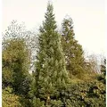 Produktbild: Blauer Kalifornischer Mammutbaum 80-100cm - Sequoiadendron giganteum