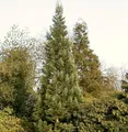Produktbild: Blauer Kalifornischer Mammutbaum 80-100cm - Sequoiadendron giganteum