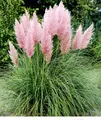 Produktbild: BALDUR Garten 1x Rosa Pampasgras, Pflanze im 9x9 cm-Topf, Cortaderia Ziergras, winterharte Staude, mehrjährig, pflegeleicht, Wasserbedarf gering, blühend, Cortaderia selloana rosea